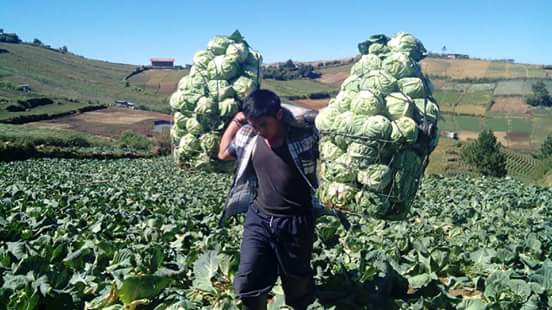 cabbage man in mountain province