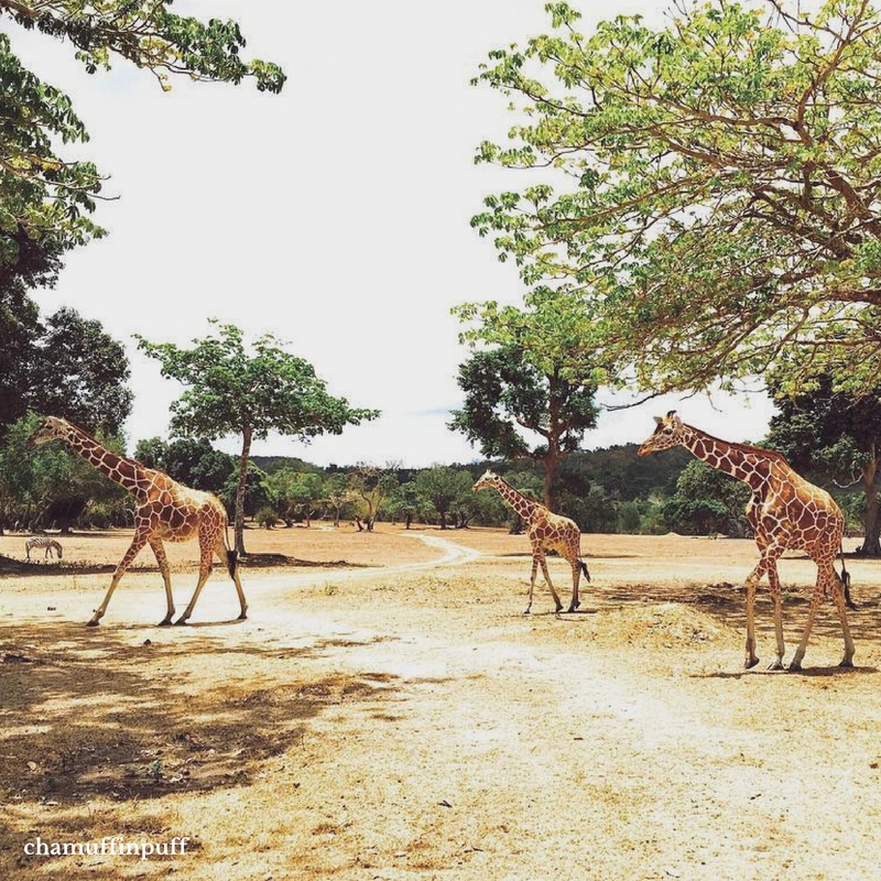 Calauit Safari Park
