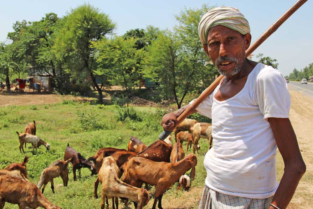 goat-sheperd-sell-jaipur-india-field-goat-seller